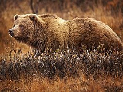 M-URAR-Grizzly Bear